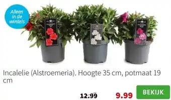 Intratuin Incalelie Alstroemeria aanbieding