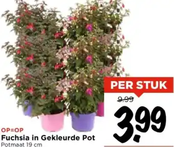 Vomar Voordeelmarkt Fuchsia in Gekleurde Pot aanbieding