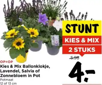 Vomar Voordeelmarkt Kies & Mix Ballonklokje, Lavendel, Salvia of Zonnebloem in Pot aanbieding