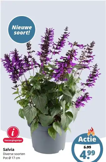GroenRijk Salvia aanbieding