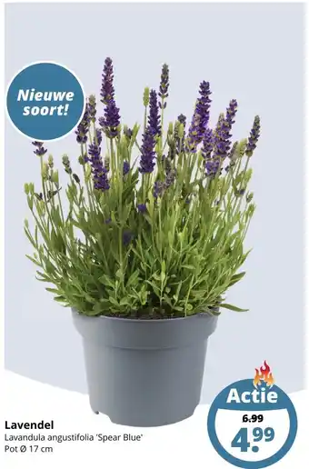 GroenRijk Lavendel aanbieding