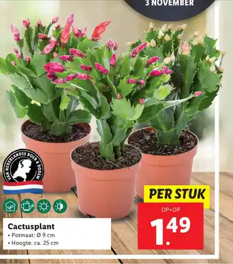 Lidl Cactusplant aanbieding