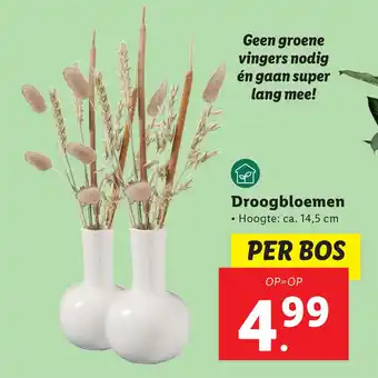 Lidl Droogbloemen aanbieding