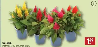 ALDI Celosia aanbieding