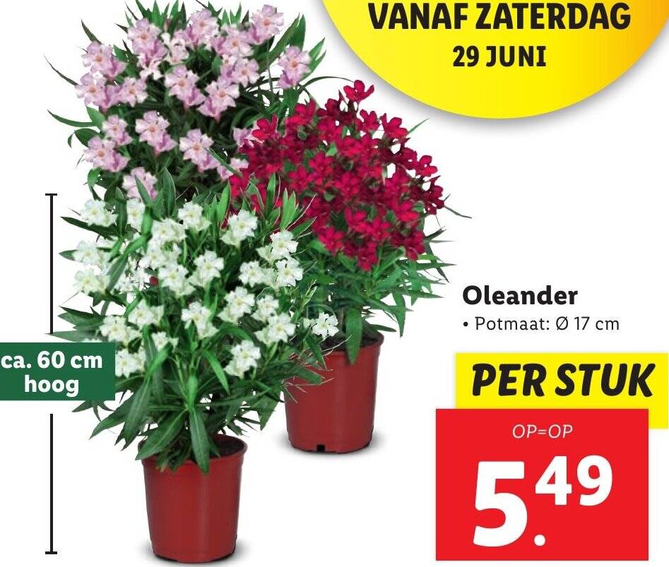 Oleander Ø 17 cm aanbieding bij Lidl
