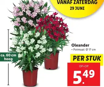 Lidl Oleander Ø 17 cm aanbieding