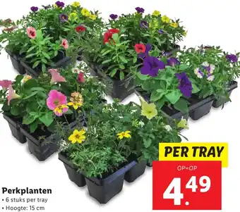 Lidl Perkplanten aanbieding