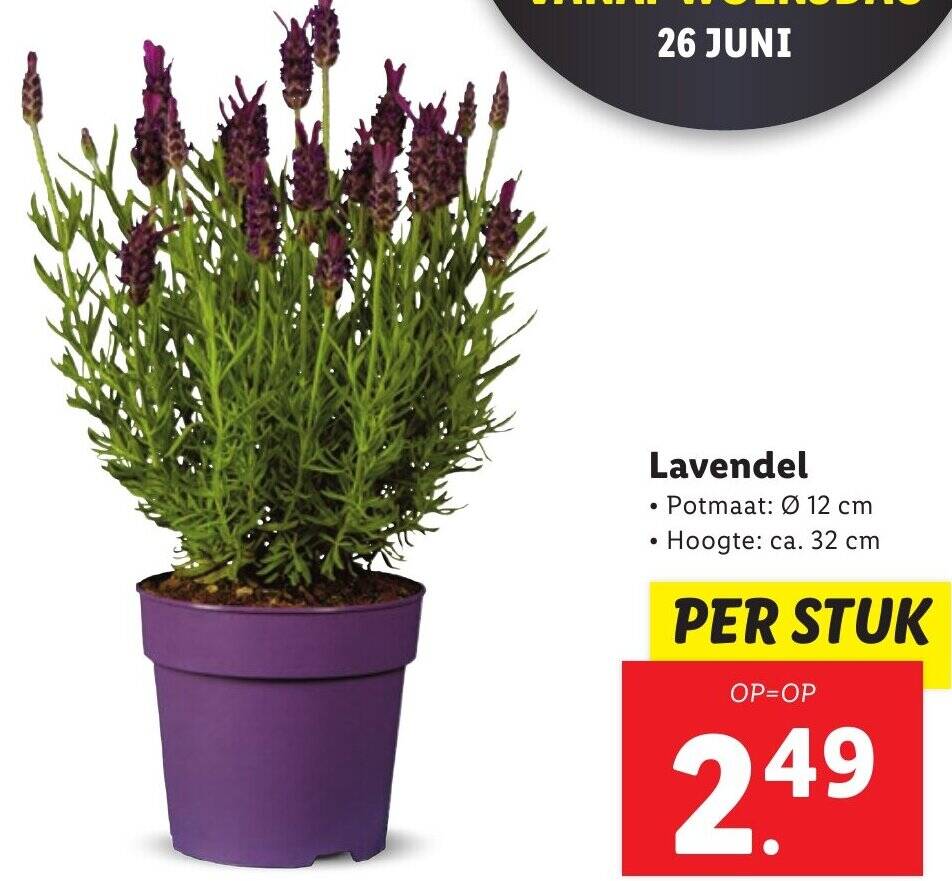 42+ Lavendel Kaufen Lidl, Bei dehner echten lavendel kaufen.
