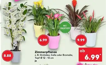 Kaufland DE Zimmerpflanze aanbieding