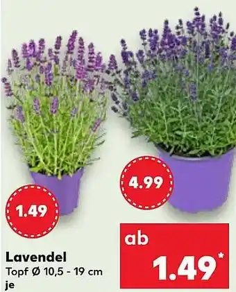 Kaufland DE Lavendel aanbieding