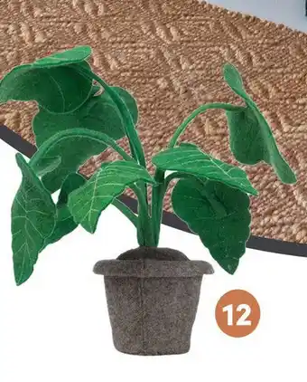 Baby & Tiener Plant Alocasia aanbieding