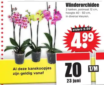 Dirk Vlinderorchidee aanbieding