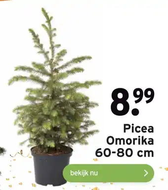 GAMMA Picea Omorika 60-80 cm aanbieding