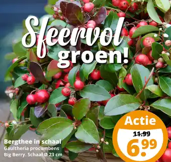 GroenRijk Bergthee in schaal aanbieding