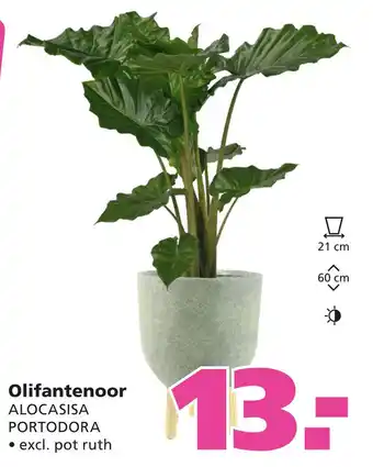 Ranzijn Alocasisa Portodora Olifantenoor aanbieding