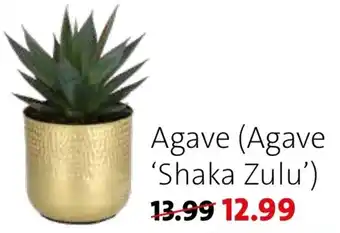 Intratuin Agave Shaka Zulu aanbieding