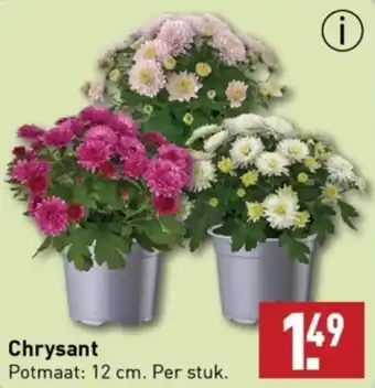 ALDI Chrysant aanbieding