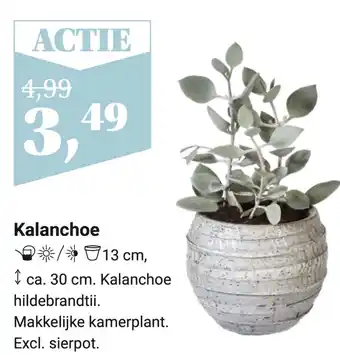 Tuincentrum Osdorp Kalanchoe aanbieding