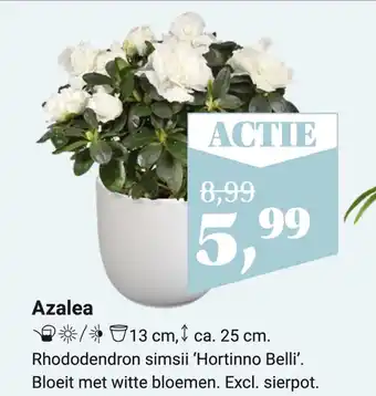 Tuincentrum Osdorp Azalea aanbieding