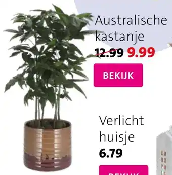 Intratuin Australische kastanje aanbieding