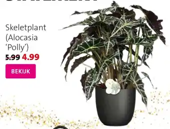 Intratuin Skeletplant Alocasia Polly aanbieding