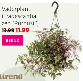 Intratuin Vaderplant Tradescantia zeb. Purpusii aanbieding