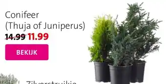 Intratuin Conifeer Thuja of Juniperus aanbieding