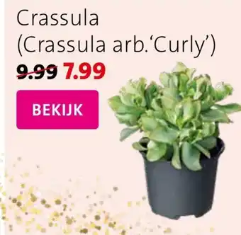 Intratuin Crassula arb. Curly aanbieding