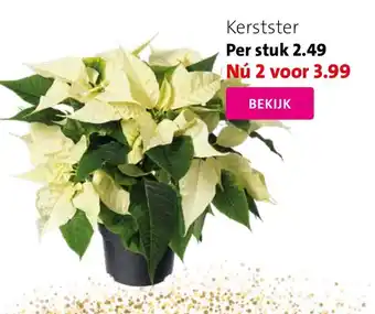 Intratuin Kerstster aanbieding