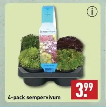 ALDI 4 pack sempervivum aanbieding