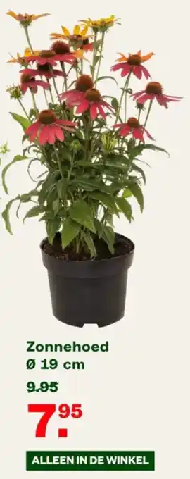 Welkoop Zonnehoed Ø 19 cm aanbieding