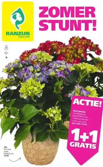 Ranzijn Hortensia HYDRANGEA MACROPHYLLA aanbieding