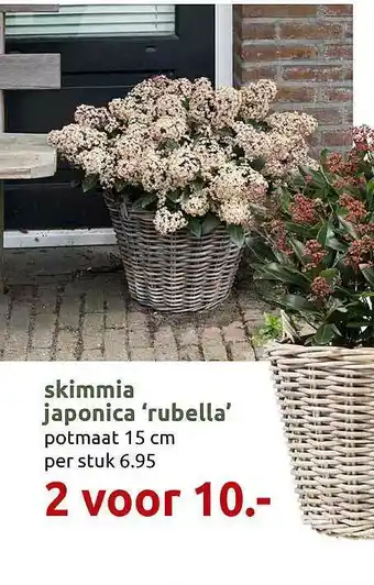 Deka Tuin Skimmia Japonica 'Rubella' aanbieding