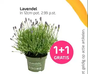 Coppelmans Lavendel aanbieding