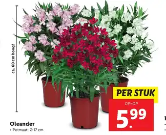 Lidl Oleander aanbieding