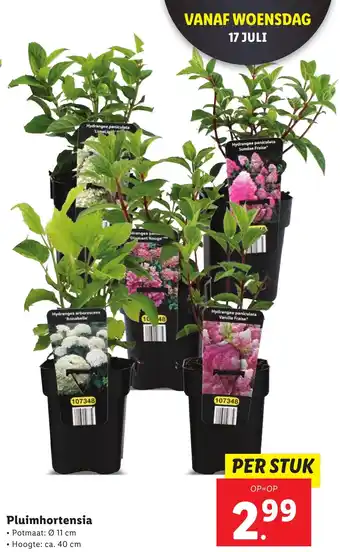 Lidl Pluimhortensia aanbieding