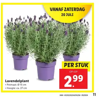 Lidl Lavendelplant aanbieding