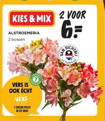 Jumbo ALSTROEMERIA aanbieding