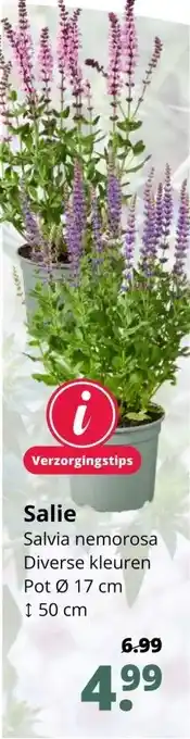 GroenRijk Salie pot 17 cm aanbieding