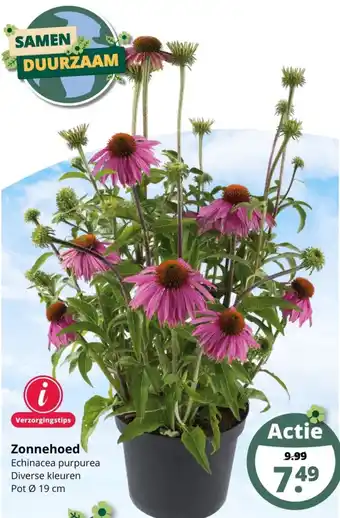 GroenRijk Zonnehoed pot 19 cm aanbieding