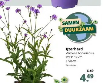 GroenRijk IJzerhard pot 17 cm aanbieding