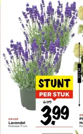 Vomar Voordeelmarkt Lavendel Potmaat 17 cm aanbieding