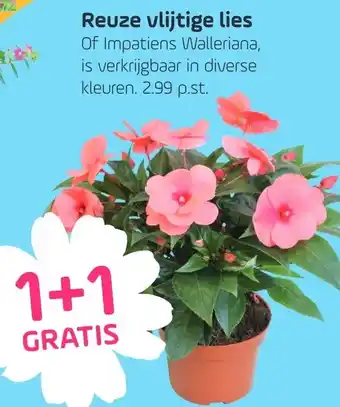 Coppelmans Reuze vlijtige lies aanbieding