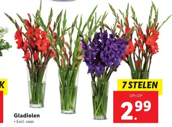 Lidl Gladiolen aanbieding