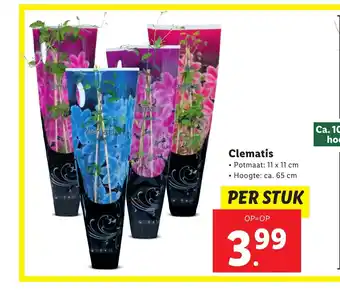 Lidl Clematis aanbieding