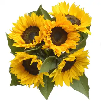 Albert Heijn AH Zonnebloemen aanbieding