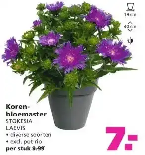 Ranzijn Koren- bloemaster STOKESIA LAEVIS aanbieding