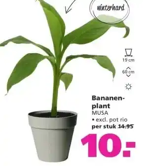 Ranzijn Bananen- plant MUSA aanbieding