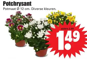 Dirk Potchrysant aanbieding