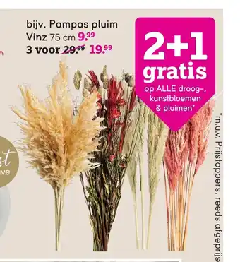 Leen Bakker Pampas Pluim Vinz 75 cm 3 voor aanbieding